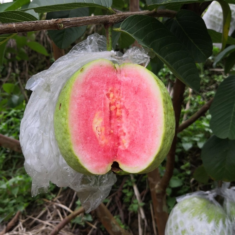红心芭乐大量供应货源充足，新鲜采摘，量大从优