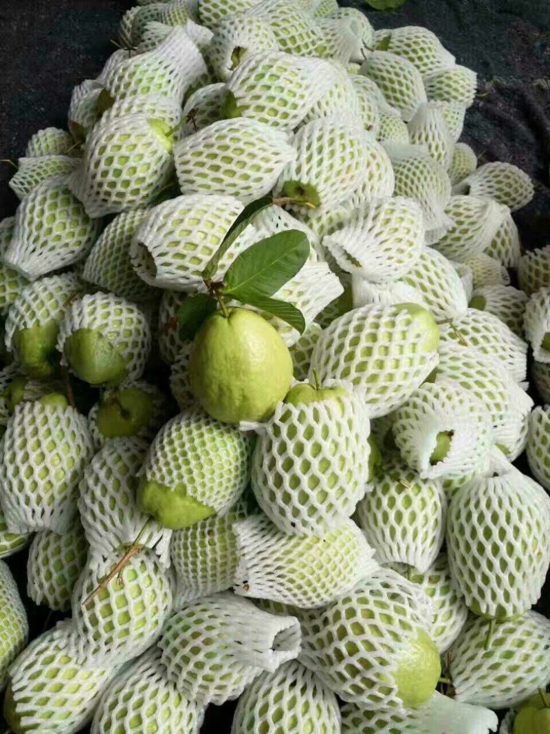 红心芭乐大量供应货源充足，新鲜采摘，量大从优