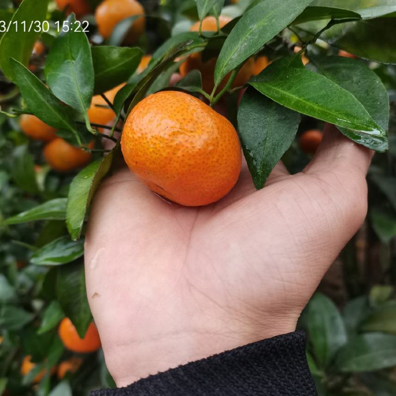 清远沙糖桔，大量百家果，订园果出售，可实地看货