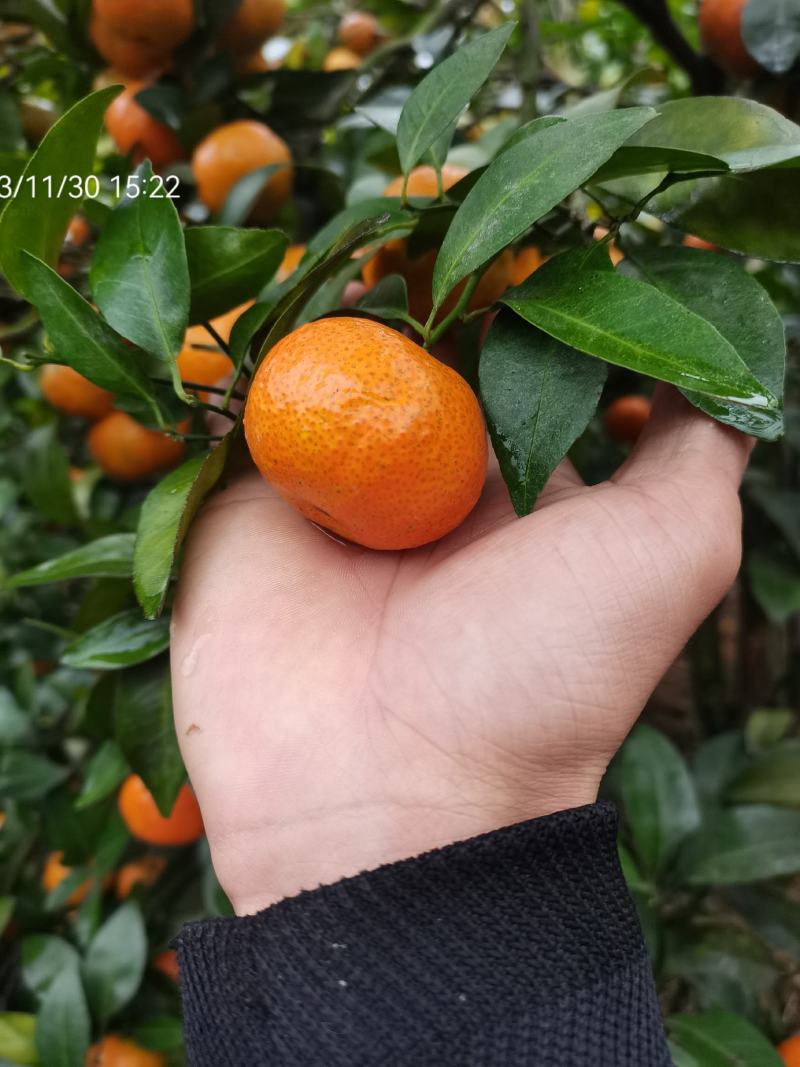 清远沙糖桔，大量百家果，订园果出售，可实地看货