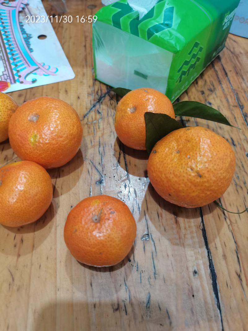 清远沙糖桔，大量百家果，订园果出售，可实地看货