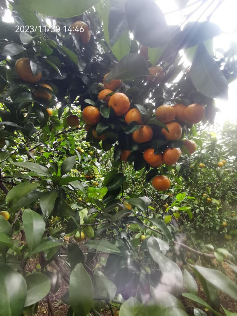 清远沙糖桔，大量百家果，订园果出售，可实地看货