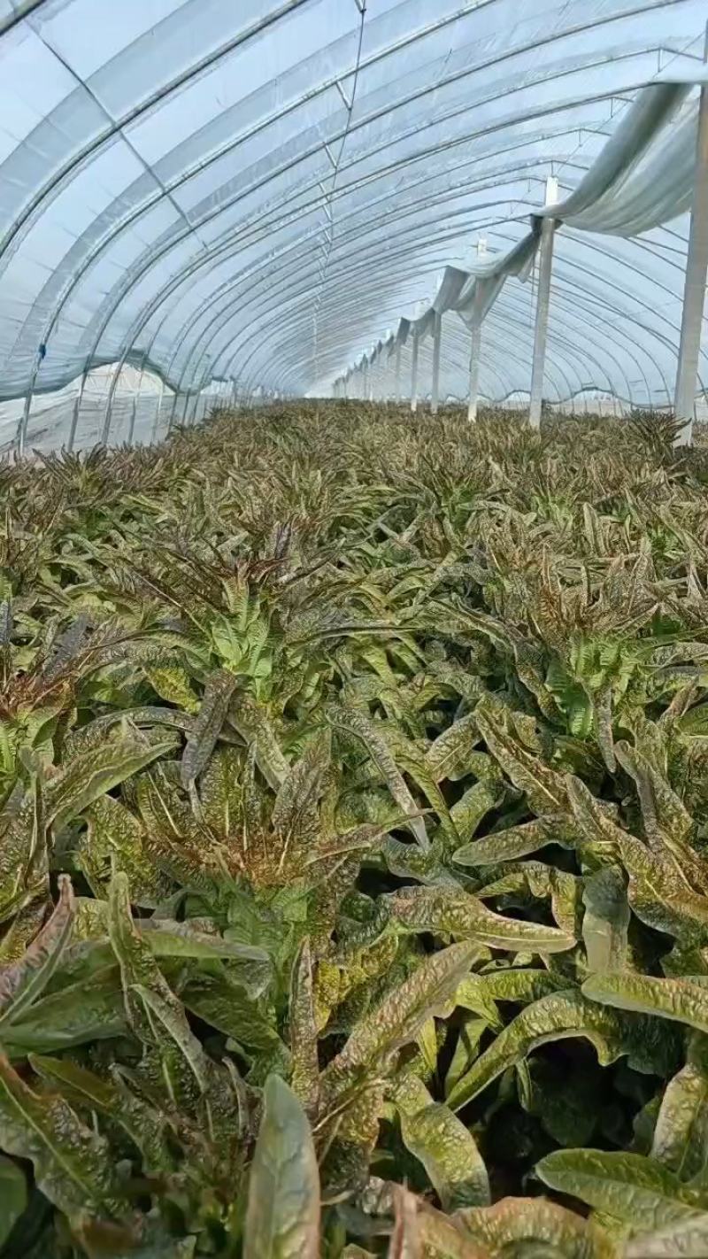 【热卖】精品万亩红叶莴苣基地大量有货保质量，价优，