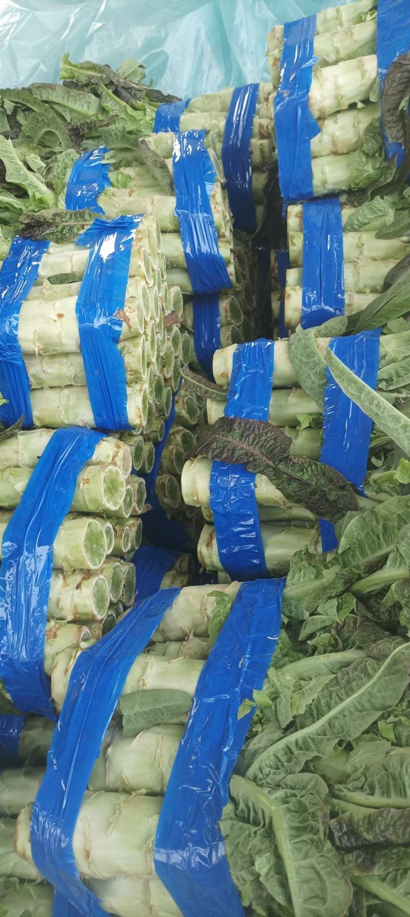 【热卖】精品万亩红叶莴苣基地大量有货保质量，价优，