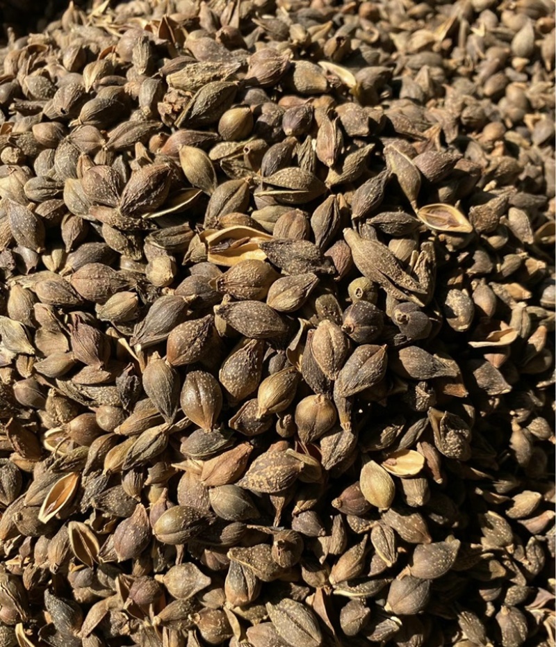 【包邮】正宗连翘中药材连翘批发预防药材连翘高含量品质保证