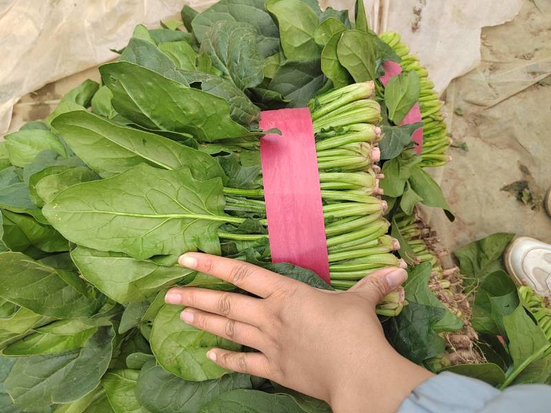 小棚优质菠菜，颜色鲜亮，高度和叶片刚好合适，农户家自己种