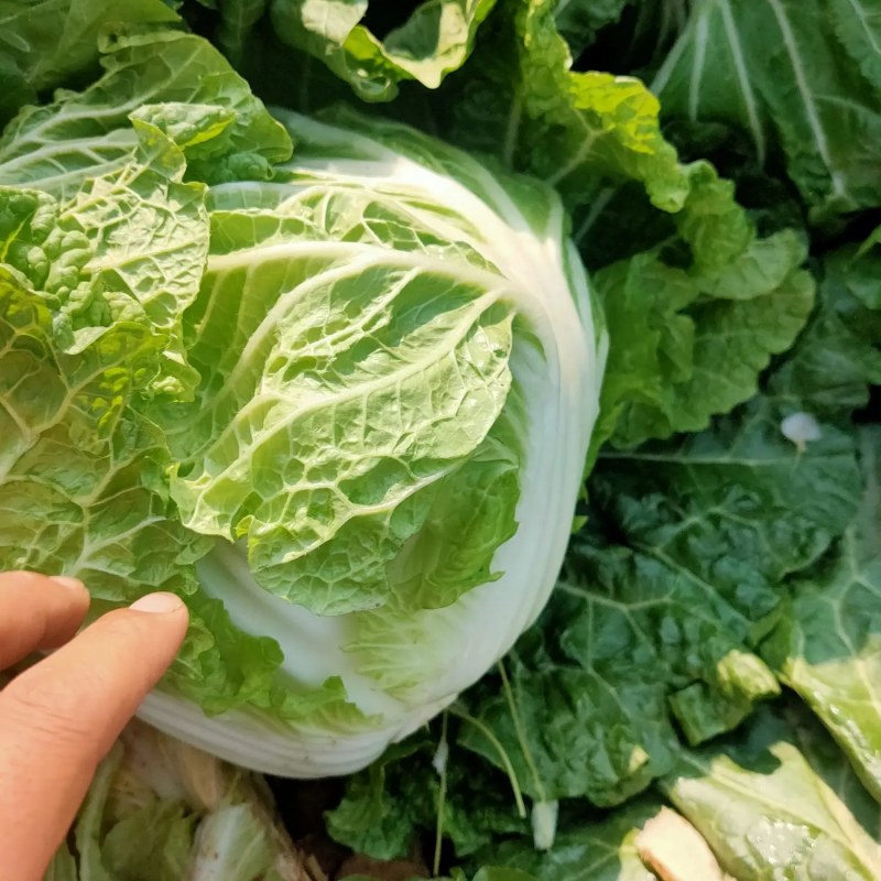 黄心有机绿大白菜湖南黄心白菜产地直发实力代发全国