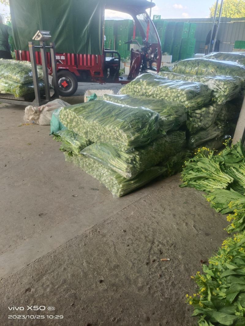 白菜苔，白菜心，甜菜花，菜心，白菜苔，白菜心，