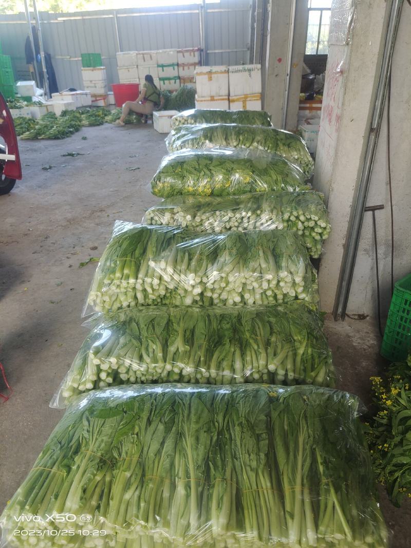 白菜苔，白菜心，甜菜花，菜心，白菜苔，白菜心，