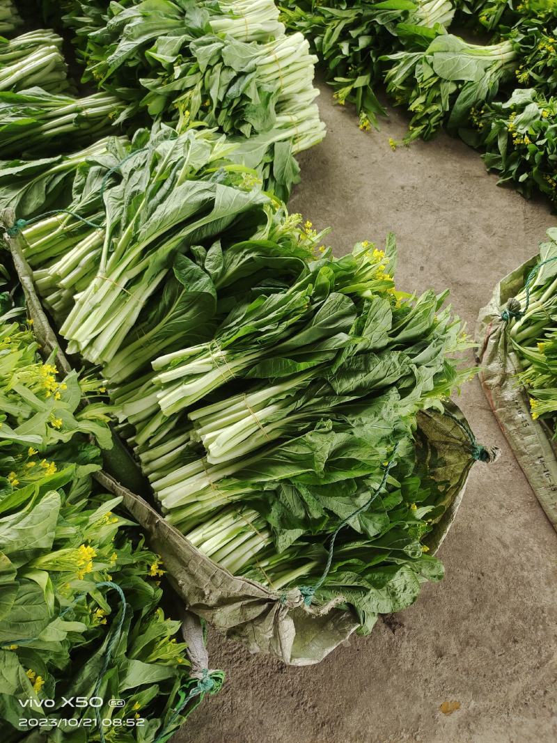 白菜苔，白菜心，甜菜花，菜心，白菜苔，白菜心，