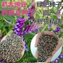 箭筈豌豆种子，果园绿肥种子饲用养殖牧草护坡绿化果树肥田苕