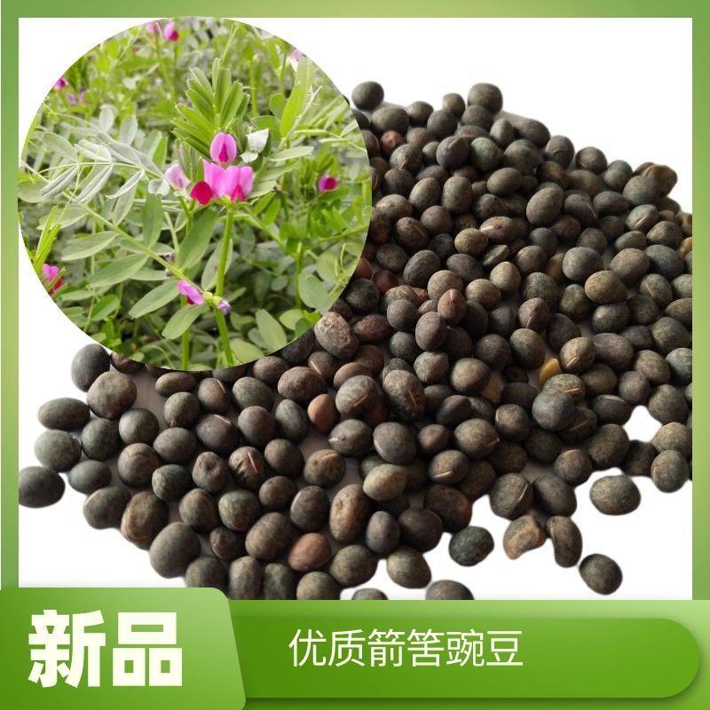 箭筈豌豆种子，果园绿肥种子饲用养殖牧草护坡绿化果树肥田苕