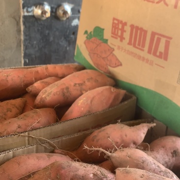 大量供应各种红薯
