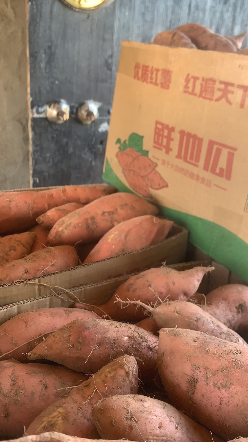 大量供应各种红薯