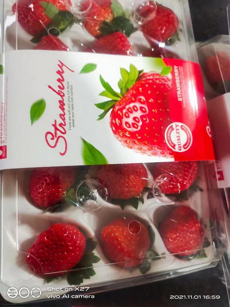 安徽红颜草莓颜色红润一手货源产地直发欢迎电联
