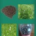 箭筈豌豆种子，果园绿肥种子饲用养殖牧草护坡绿化果树肥田苕