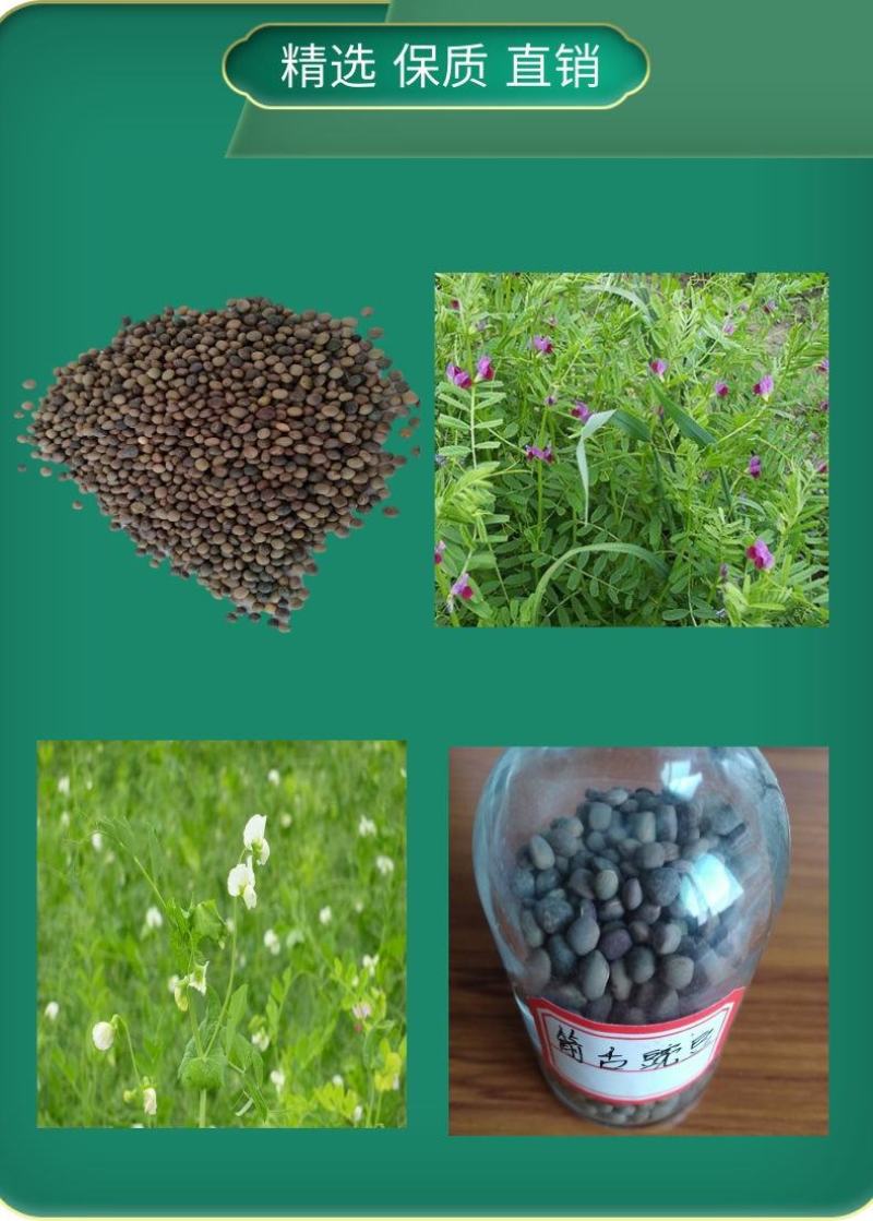 箭筈豌豆种子，果园绿肥种子饲用养殖牧草护坡绿化果树肥田苕