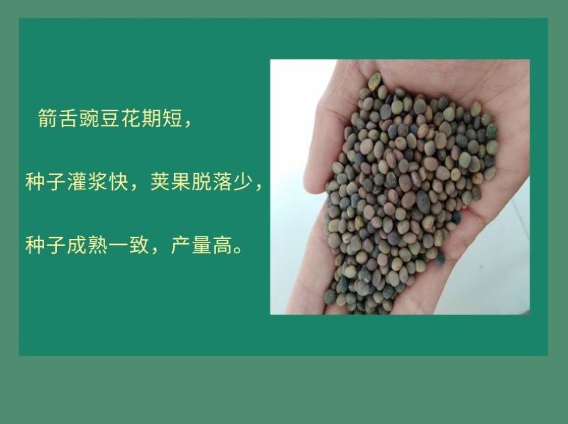 箭筈豌豆种子，果园绿肥种子饲用养殖牧草护坡绿化果树肥田苕