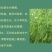 箭筈豌豆种子，果园绿肥种子饲用养殖牧草护坡绿化果树肥田苕