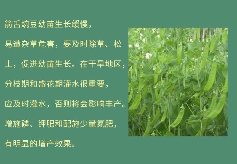 箭筈豌豆种子，果园绿肥种子饲用养殖牧草护坡绿化果树肥田苕