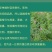 箭筈豌豆种子，果园绿肥种子饲用养殖牧草护坡绿化果树肥田苕