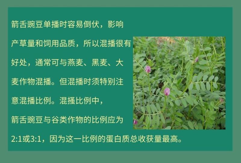 箭筈豌豆种子，果园绿肥种子饲用养殖牧草护坡绿化果树肥田苕