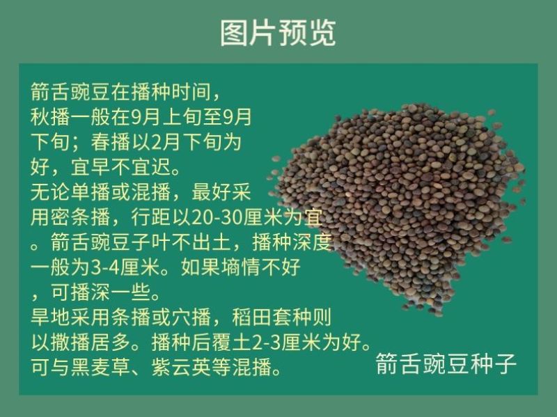 箭筈豌豆种子，果园绿肥种子饲用养殖牧草护坡绿化果树肥田苕