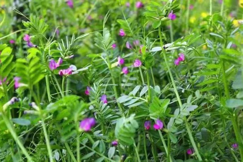 箭筈豌豆种子，果园绿肥种子饲用养殖牧草护坡绿化果树肥田苕