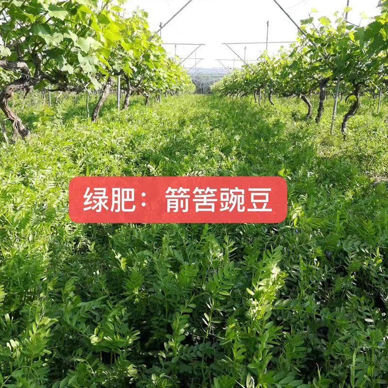 箭筈豌豆种子，果园绿肥种子饲用养殖牧草护坡绿化果树肥田苕