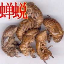 中药材蝉蜕/虫蜕/虫退/知了皮/蝉退壳/爬了猴、金禅子/