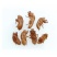 中药材蝉蜕/虫蜕/虫退/知了皮/蝉退壳/爬了猴、金禅子/