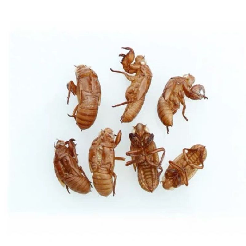 中药材蝉蜕/虫蜕/虫退/知了皮/蝉退壳/爬了猴、金禅子/