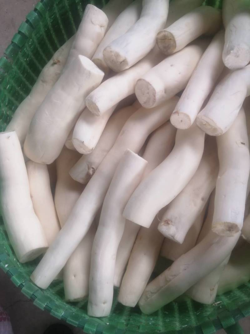 木薯