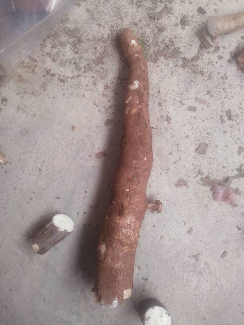 木薯