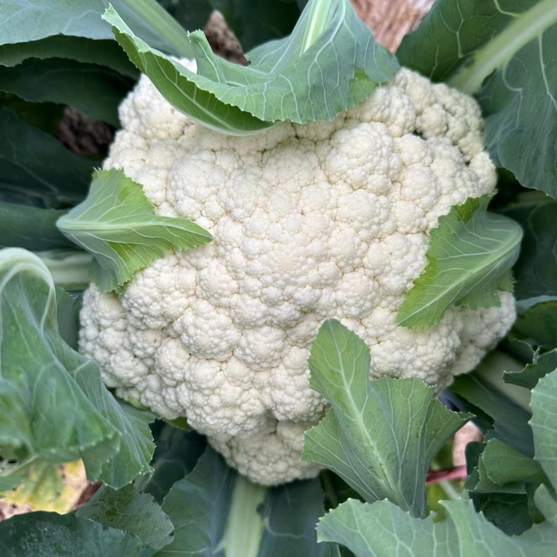 松花花菜产地直发品质保证可视频看货欢迎咨询