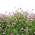 紫云英种子，红花草绿肥种子蜜源养蜂植物食用芽菜果树草秋季