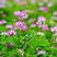 紫云英种子，红花草绿肥种子蜜源养蜂植物食用芽菜果树草秋季
