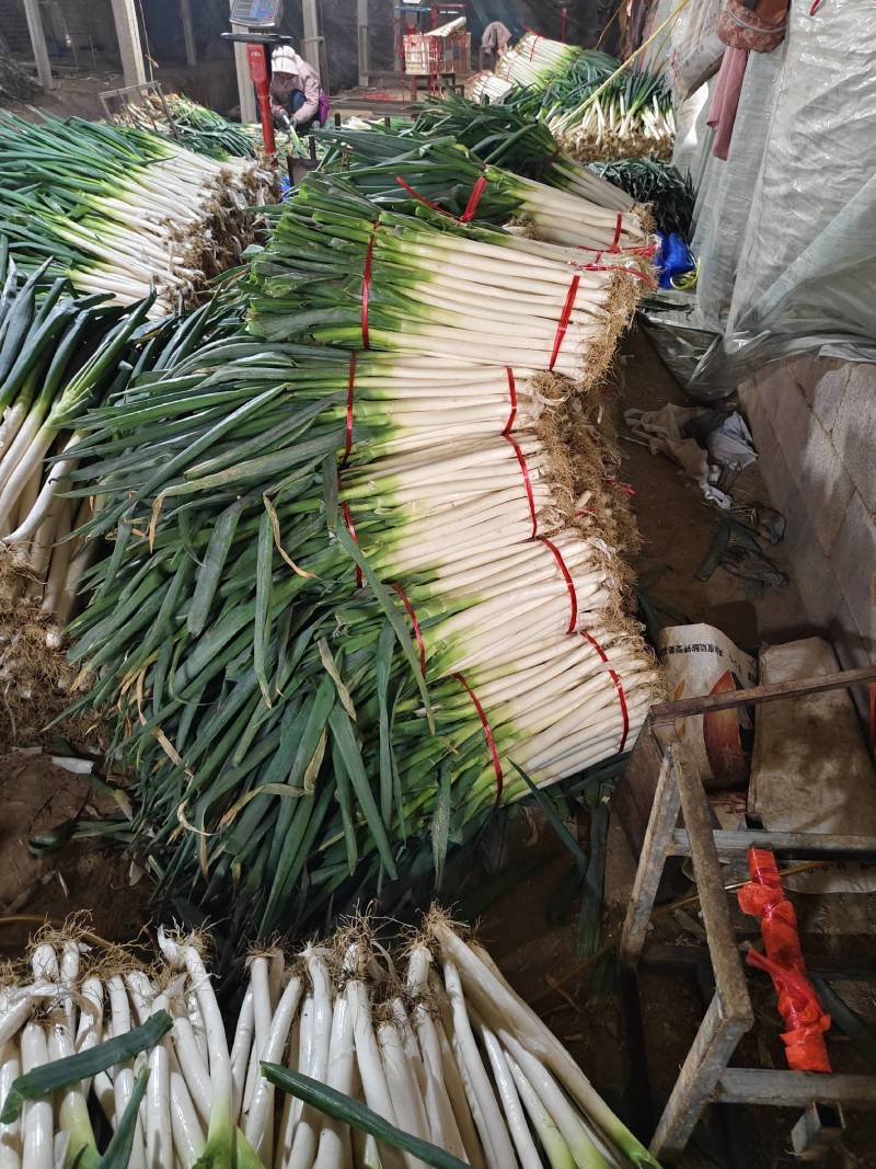精品大葱净葱/毛葱货源充足量大从优对接全国产地发货