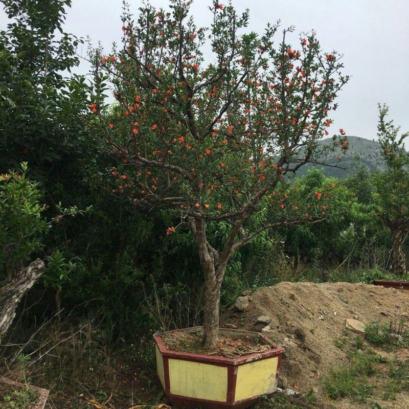 石榴树，价格便宜，苗圃欢迎大家采购，真实货源苗圃直销保证