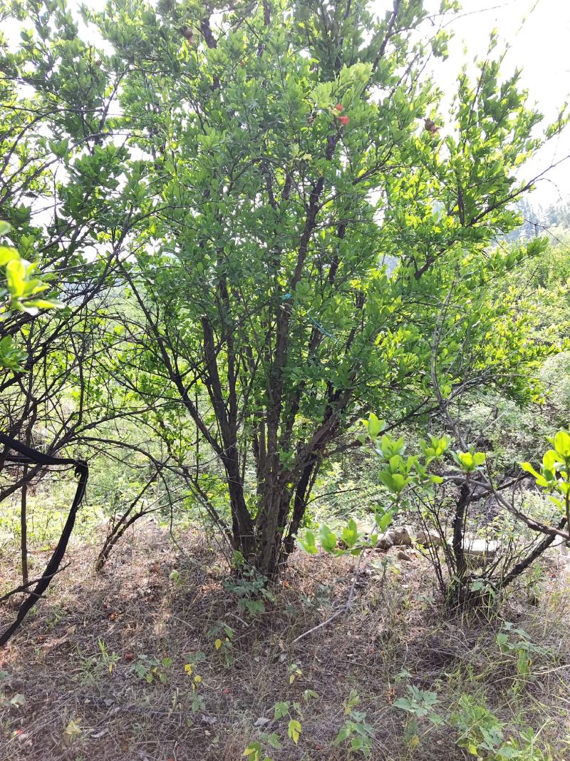 石榴树，价格便宜，苗圃欢迎大家采购，真实货源苗圃直销保证