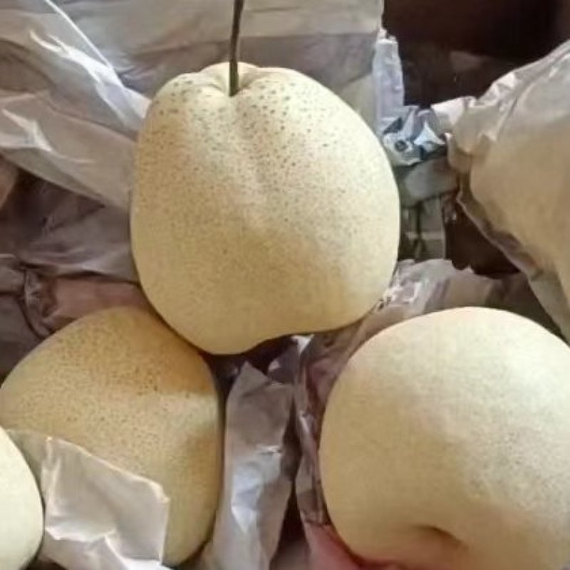 河北廊坊永清酥梨