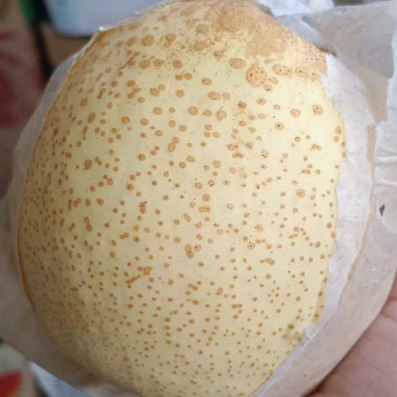 河北廊坊永清酥梨