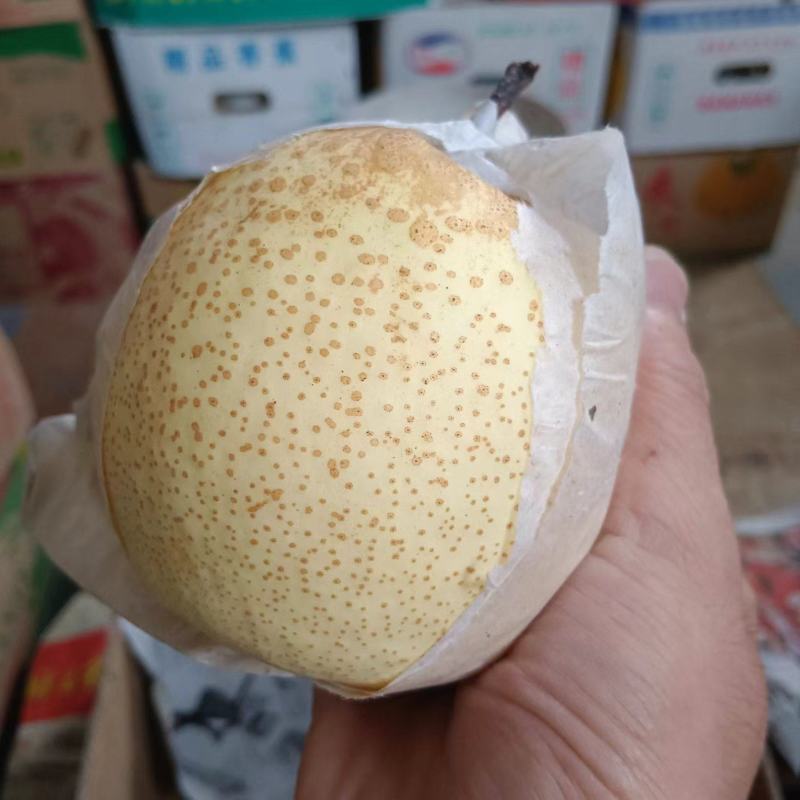 河北廊坊永清酥梨