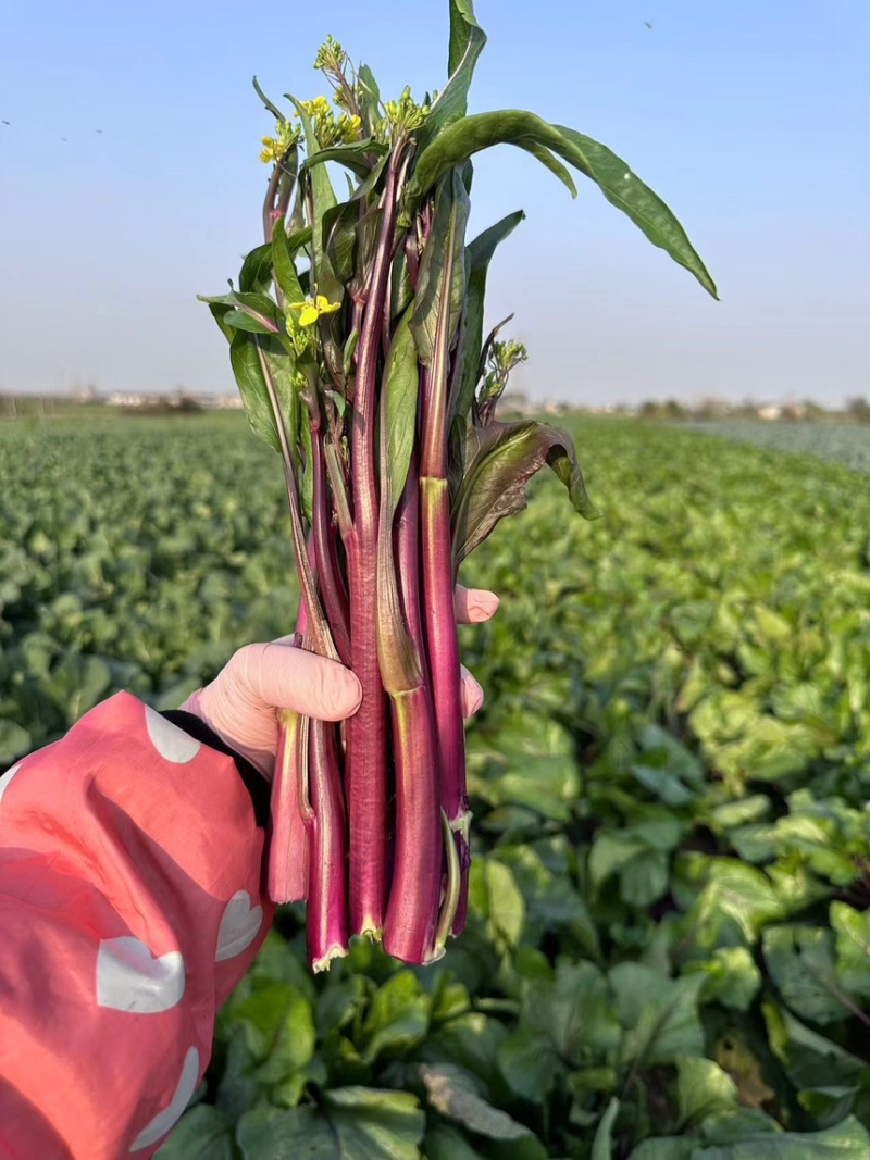 红菜苔，红菜苔，红菜苔，红菜苔，红菜苔，红菜苔，红菜苔