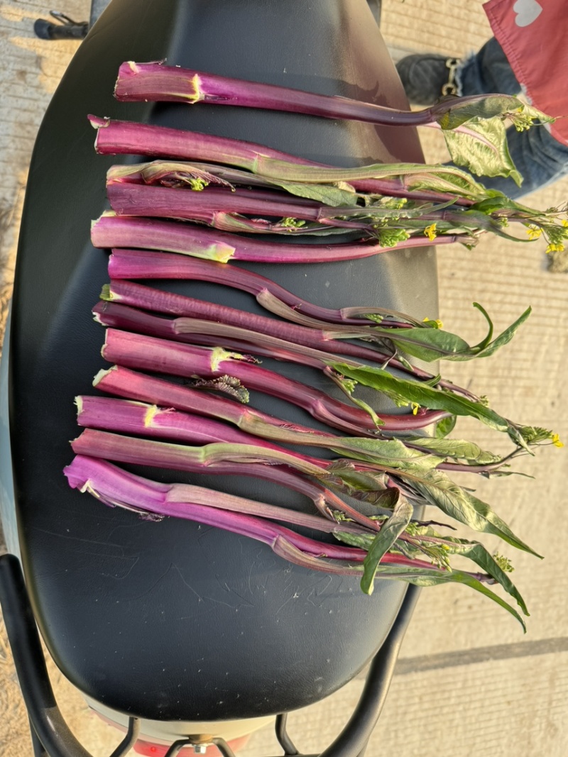 红菜苔，红菜苔，红菜苔，红菜苔，红菜苔，红菜苔，红菜苔