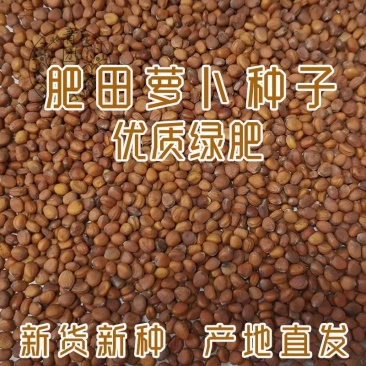 肥田萝卜种子果园天然优质绿肥种籽满园花茹菜饲肥兼用秋季南