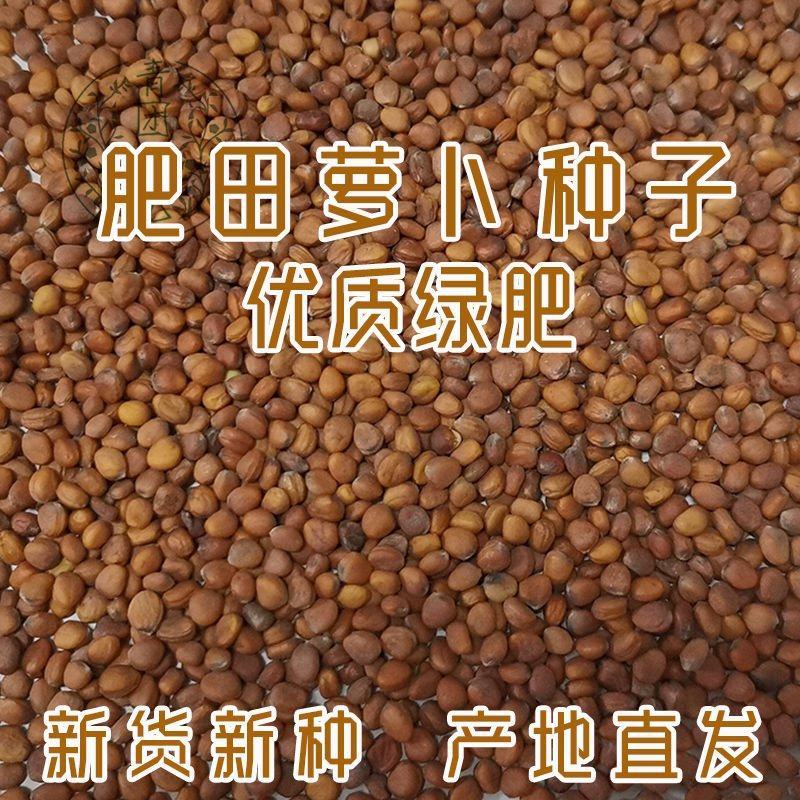 肥田萝卜种子果园天然优质绿肥种籽满园花茹菜饲肥兼用秋季南