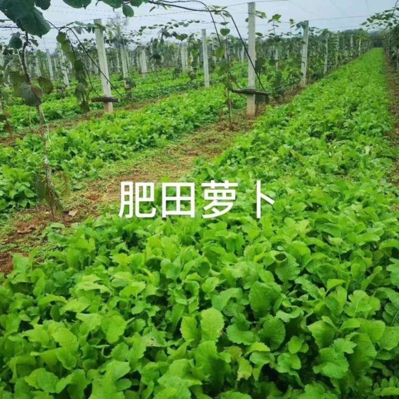 肥田萝卜种子果园天然优质绿肥种籽满园花茹菜饲肥兼用秋季南