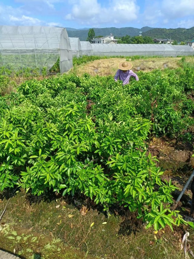 红美人果树苗
