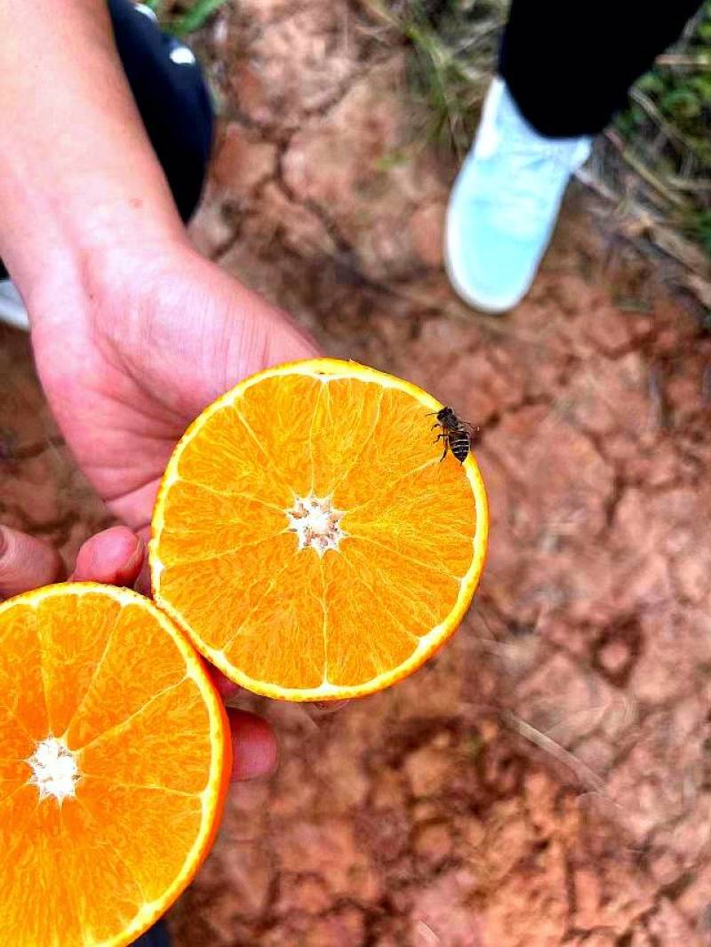 皮薄如纸，细嫩无渣、酸甜多汁，又特别好剥，无籽纯甜